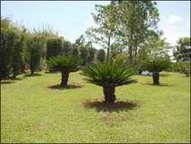 Jard�n Bot�nico Nacional: Jard�n japon�s